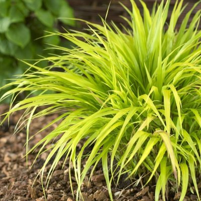 Hakonechloa macra All Gold, Hakonegräs