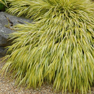 Hakonechloa macra Aureola, Hakonegräs