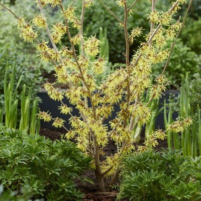 Hamamelis intermedia Arnold Promise, Hybridtrollhassel