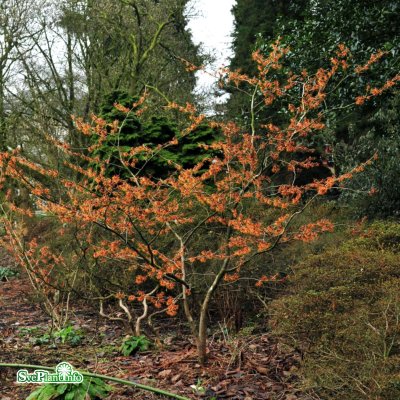 Hamamelis intermedia Jelena, Hybridtrollhassel
