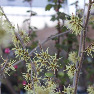 Hamamelis japonica Zuccariniana, Japansk Trollhassel, 50-60 C5
