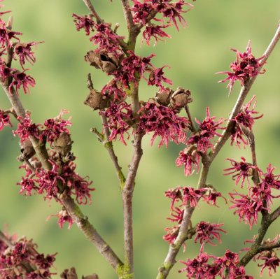 Hamamelis vernalis Amethyst, Trollhassel