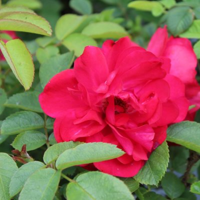 rugosa Hansaland ®, Buskros, C4