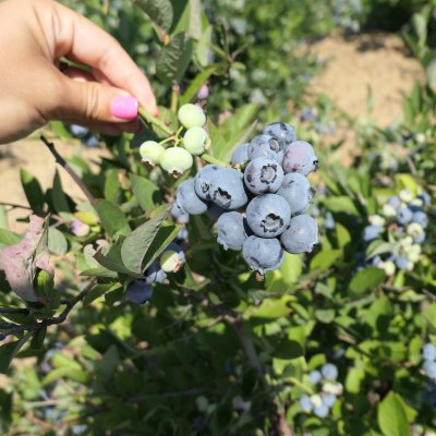 Vaccinium corymbosum Hardyblue