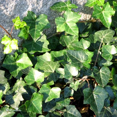 Hedera helix, Murgröna, C2