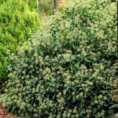 Hedera helix Arborescens, Buskmurgröna, C5