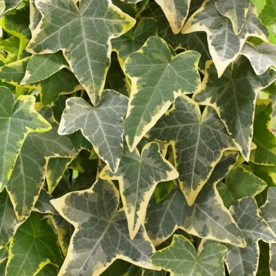 Hedera helix Goldchild, Murgröna, 60-80 C2