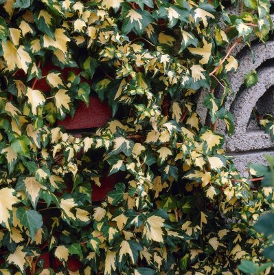 Hedera helix Goldheart, Murgröna, 60-80 C2