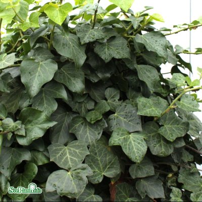 Hedera helix Woerner, Storbladig Murgröna, 80-100 C2