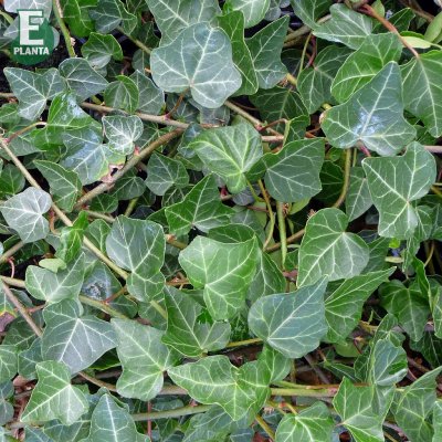 Hedera helix Hymn ® E (Edvard), Murgröna, C2