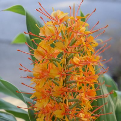 Hedychium coccineum Tara 1st