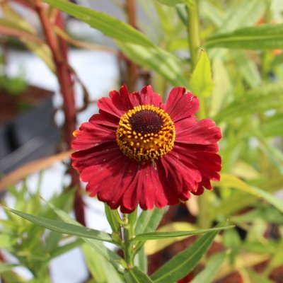 Helenium aut. hybr. Red Dragon, Trädgårdssolbrud, P11cm