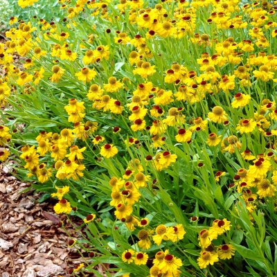 Helenium aut. hybr. The Bishop, Trädgårdssolbrud, P9cm