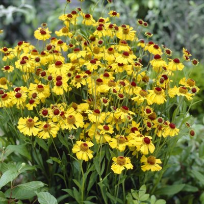 Helenium aut. hybr. Wesergold