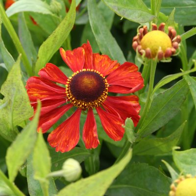 Helenium aut. hybr. Baudirektor Linne, Trädgårdssolbrud, P9cm