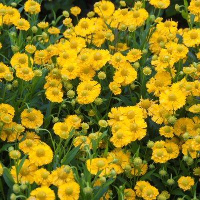 Helenium aut. hybr. Double Trouble ®, Trädgårdssolbrud, P9cm