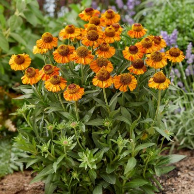 Helenium aut. hybr. Short n´ Sassy ®, Trädgårdssolbrud