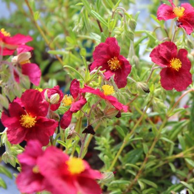 Helianthemum hybr. Ben Hope, Solvända, P9cm