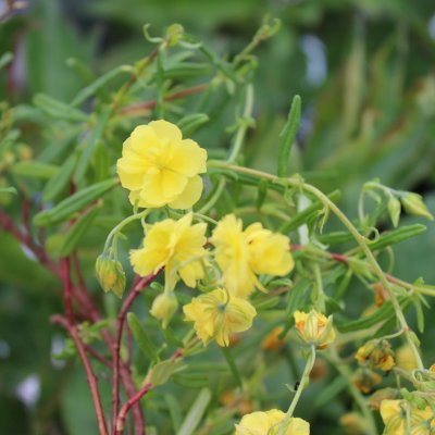 Helianthemum hybr. Sulphureum Plenum, Solvända, P9cm