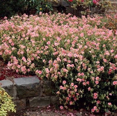 Helianthemum hybr. Lawrenson´s Pink, Solvända