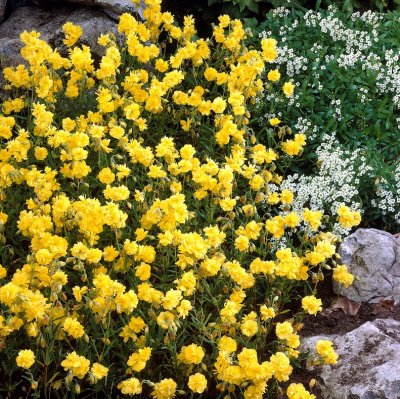 Helianthemum hybr. Sulphureum Plenum, Solvända, P9cm
