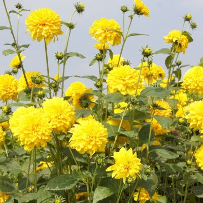 Gullsolros