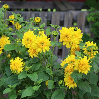 Helianthus hybr. Happy Days, Solros, C13cm