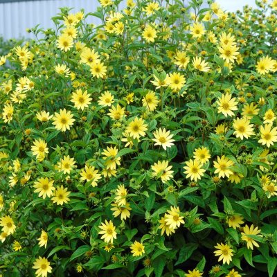 Helianthus annuus Lemon Queen, Septembersolros