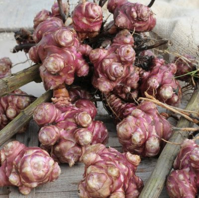Helianthus tuberosus, Jordärtskocka, SQ1