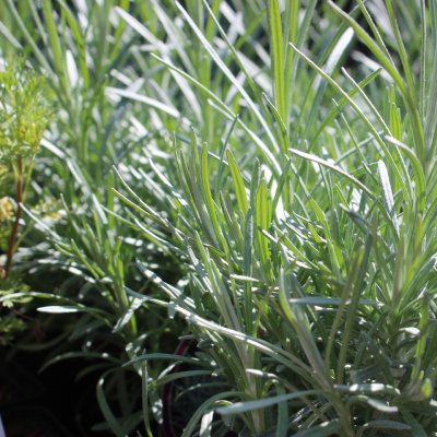 Helichrysum angustifolia Tall Curry, Curryört, C13cm