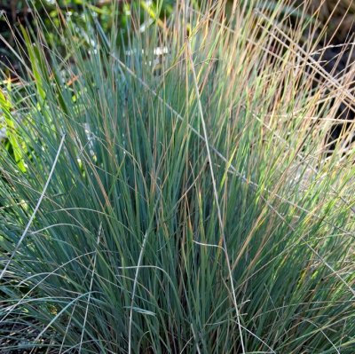 Helictotrichon sempervirens Saphirsprudel, Silverhavre