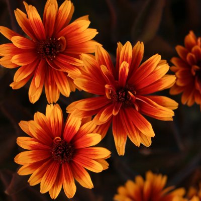 Heliopsis helianthoides Funky Spinner ®, Dagöga