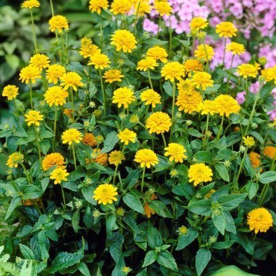 Heliopsis helianthoides Asahi, Dagöga