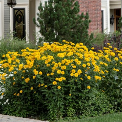 Heliopsis helianthoides Summer Sun, Dagöga, P9cm