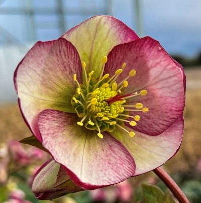 Helleborus x ericsmithii Frostkiss ® Glenda´s Gloss ®, Hybridjulros, P11cm
