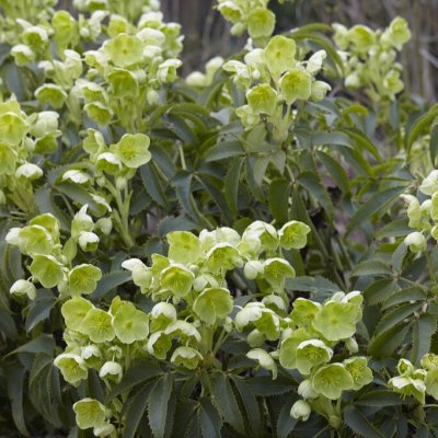 Helleborus argutifolius, Stamjulros