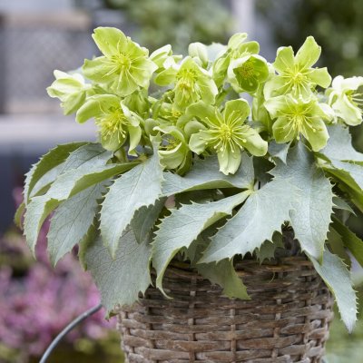 Helleborus argutifolius Silver Lace, Stamjulros