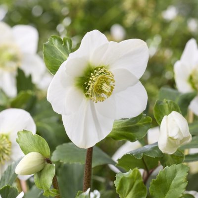 Julros - Helleborus Vit