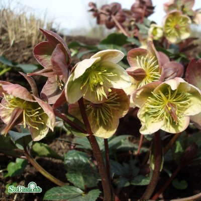 Helleborus x ericsmithii Winter Moonbeam ®, Julros, SQ1