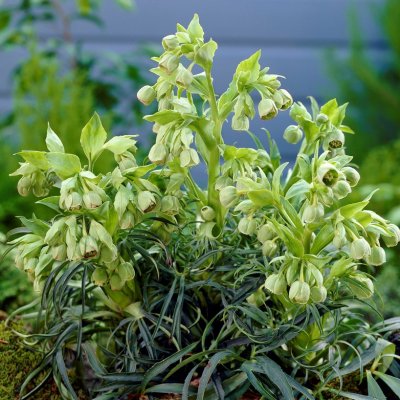 Helleborus foetidus, Klockjulros, P9cm