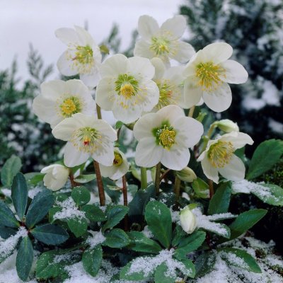 Helleborus niger, Julros, P9cm