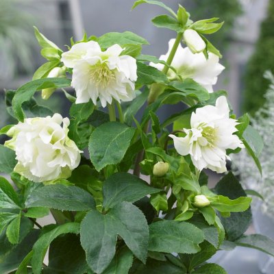 Helleborus x hybridus Double White, Hybridjulros