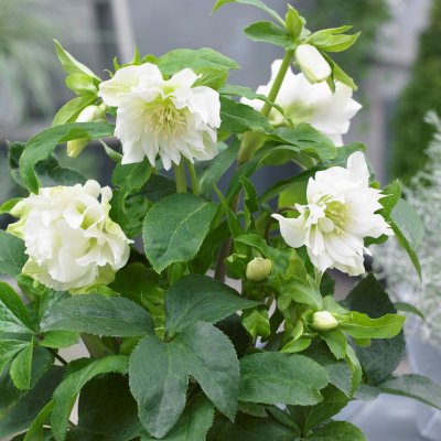 Helleborus x orientalis Double Ellen White, Turkisk Julros, P9cm