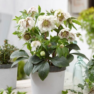 Helleborus x orientalis Double Ellen White Spotted, Turkisk Julros
