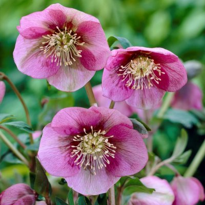 Helleborus x hybridus Pink Lady, Hybridjulros, C1