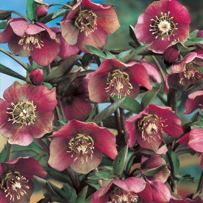 Helleborus purpurascens, Purpurjulros, P9cm