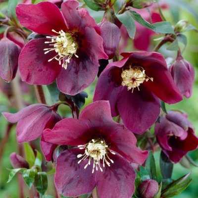 Helleborus x hybridus Red Lady, Hybridjulros
