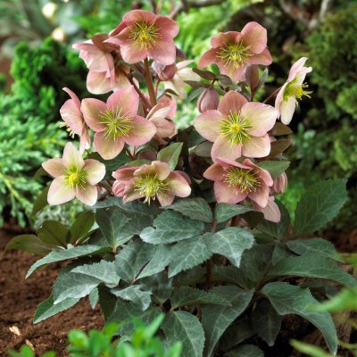 Helleborus x ericsmithii Ruby Glow ®, Julros, P9cm