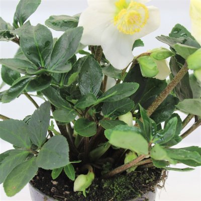 Julros - Helleborus Vit