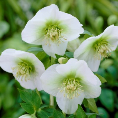 Helleborus x hybridus White Lady, Hybridjulros